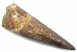 Fossil Spinosaurus Tooth - Real Dinosaur Tooth #381063-1